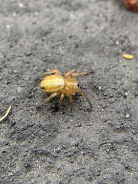 Image of Araneus pratensis (Emerton 1884)