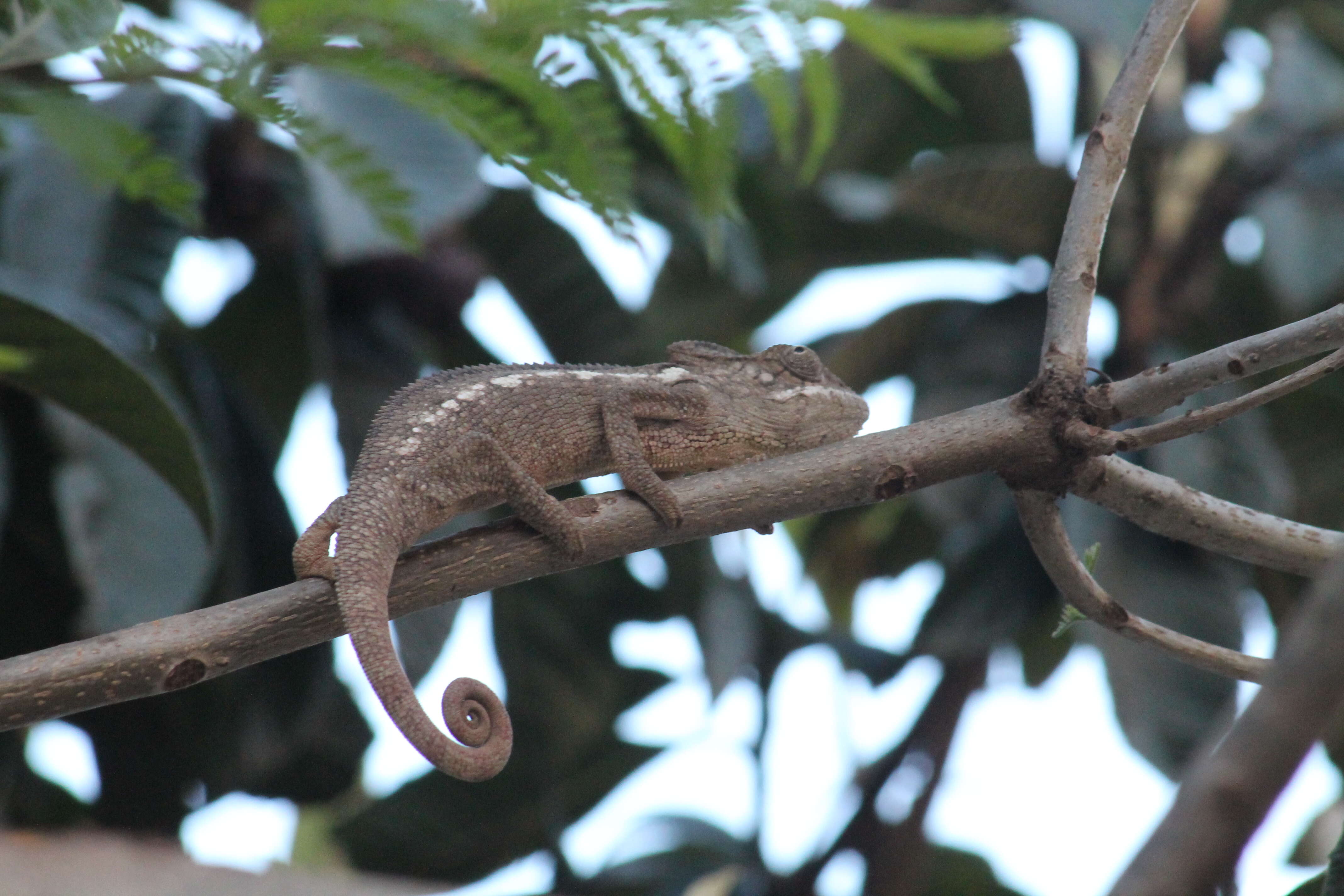 Image of Malagasy Giant Chameleon