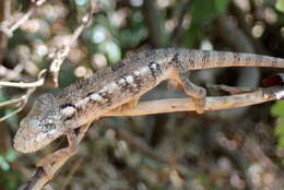 Image of Malagasy Giant Chameleon