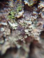 Image of Ravenel's cup lichen