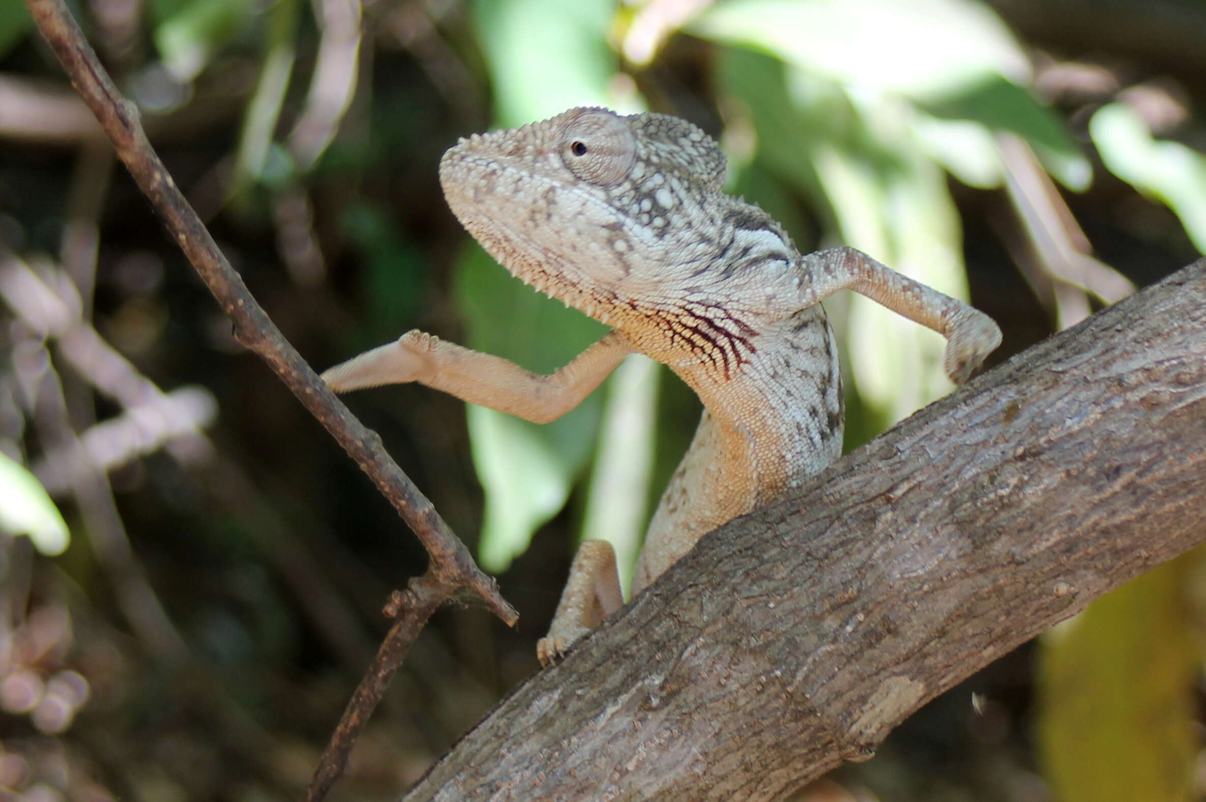 Image of Malagasy Giant Chameleon