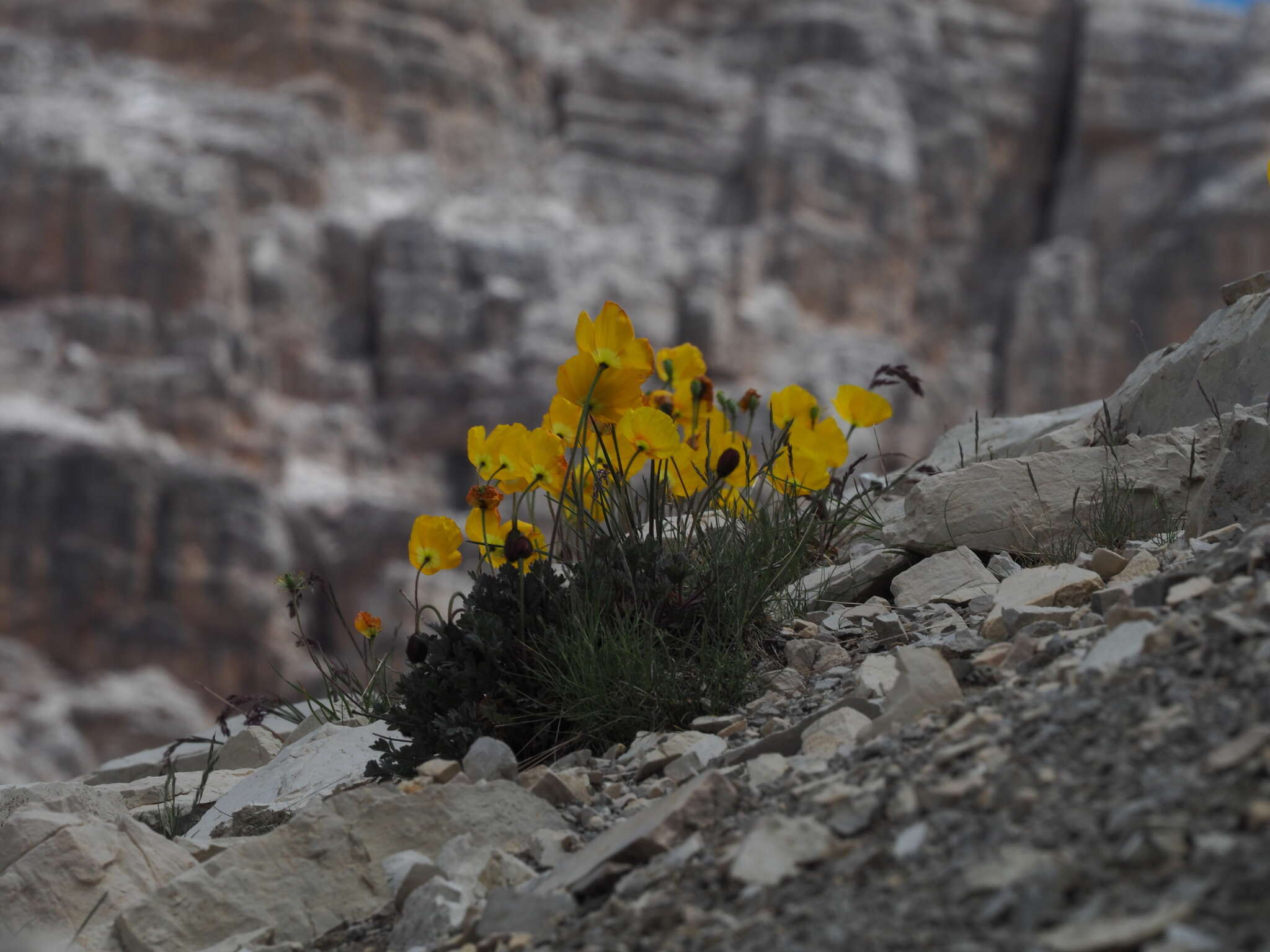 Sivun Papaver aurantiacum Loisel. kuva