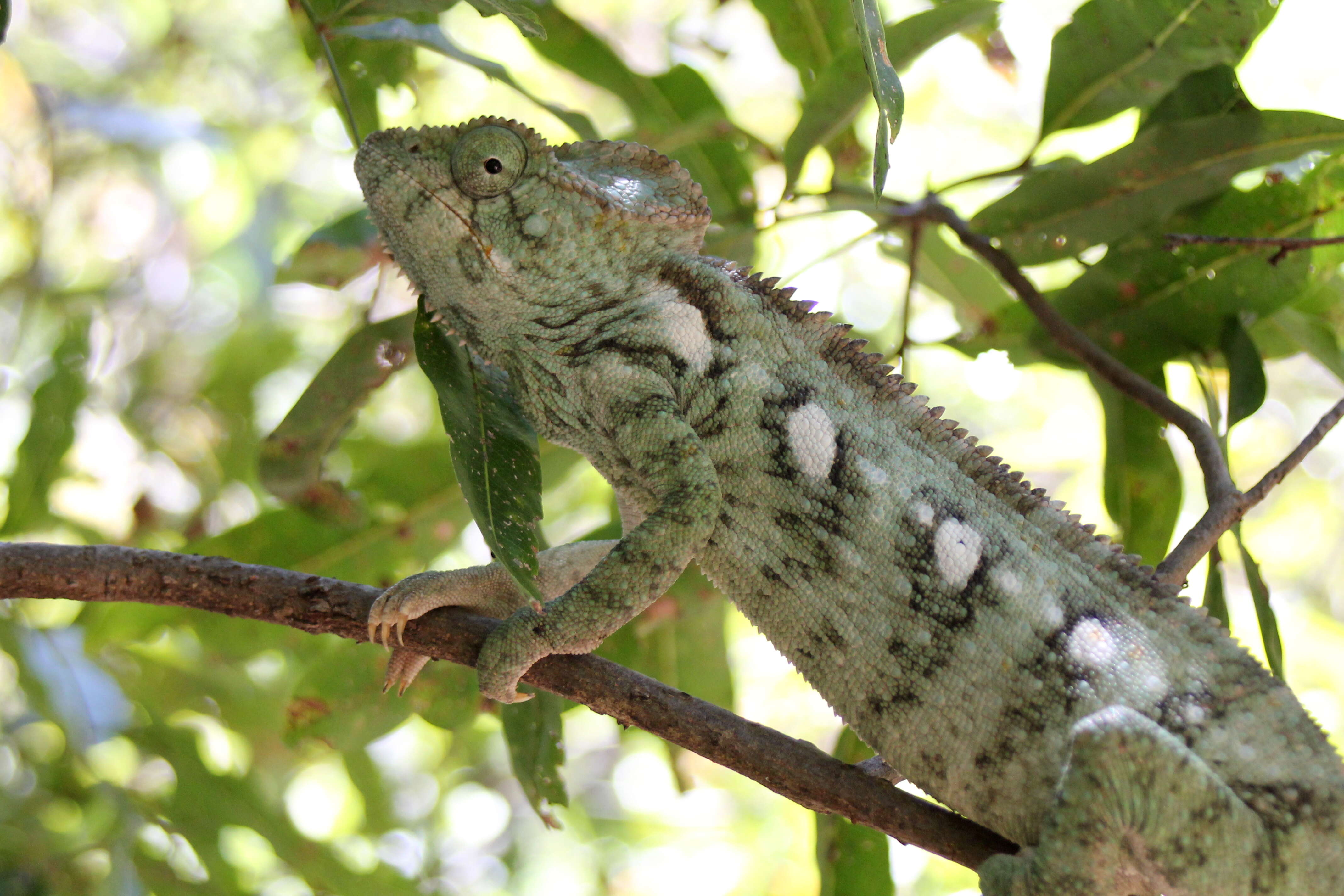 Image of Malagasy Giant Chameleon