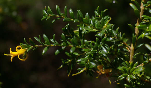 Image of Persoonia terminalis L. A. S. Johnson & P. H. Weston