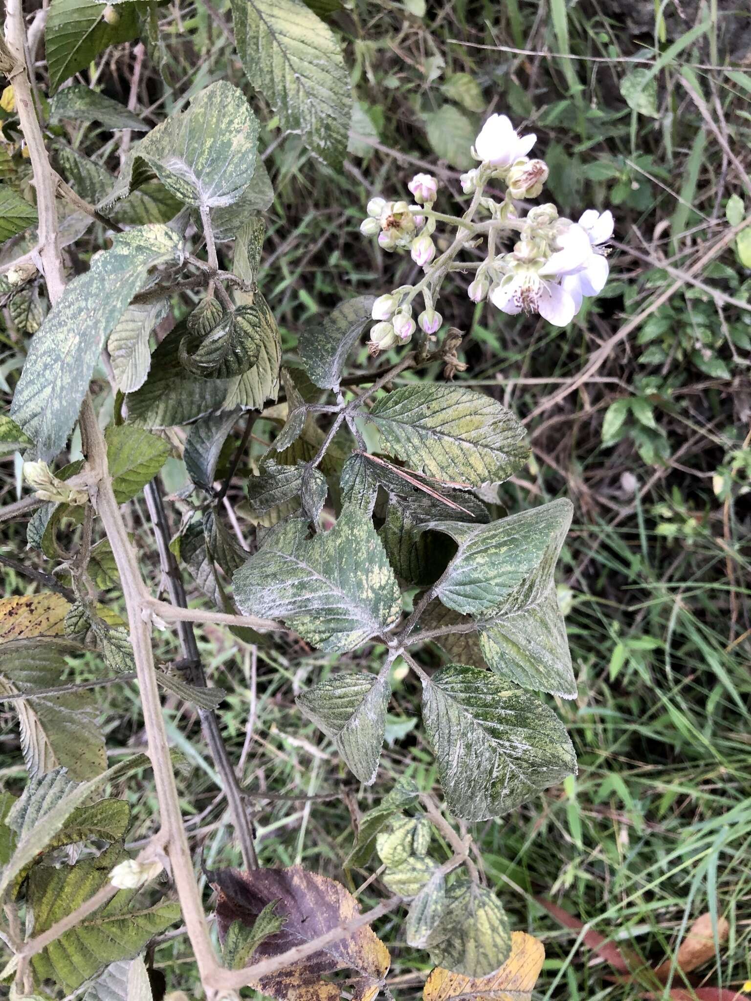 Imagem de Rubus boliviensis Focke