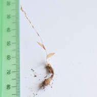 Geissorhiza bolusii Baker的图像