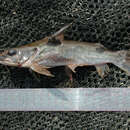 Image of Mottled catfish