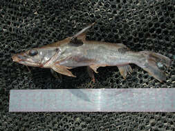 Image of Mottled catfish