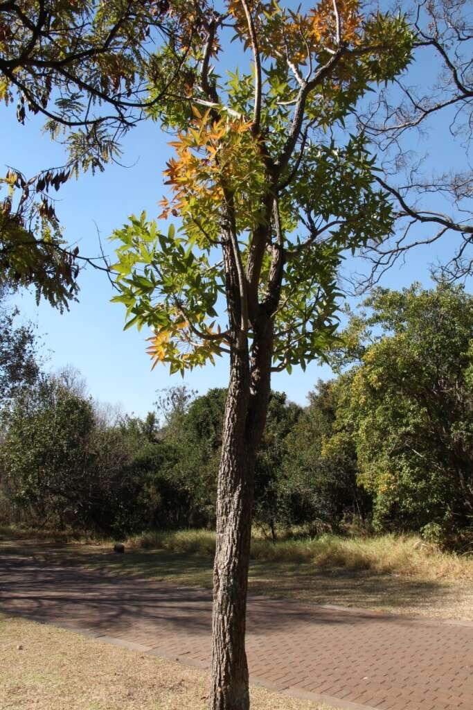 Image of Rock cabbage tree