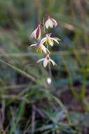 Image of Hesperantha radiata (Jacq.) Ker Gawl.