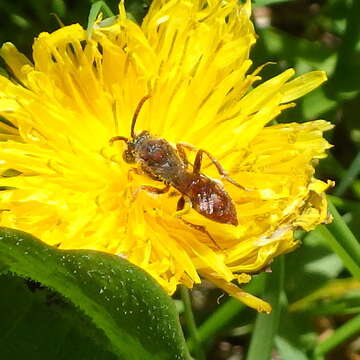 Image of Nomada cuneata (Robertson 1903)