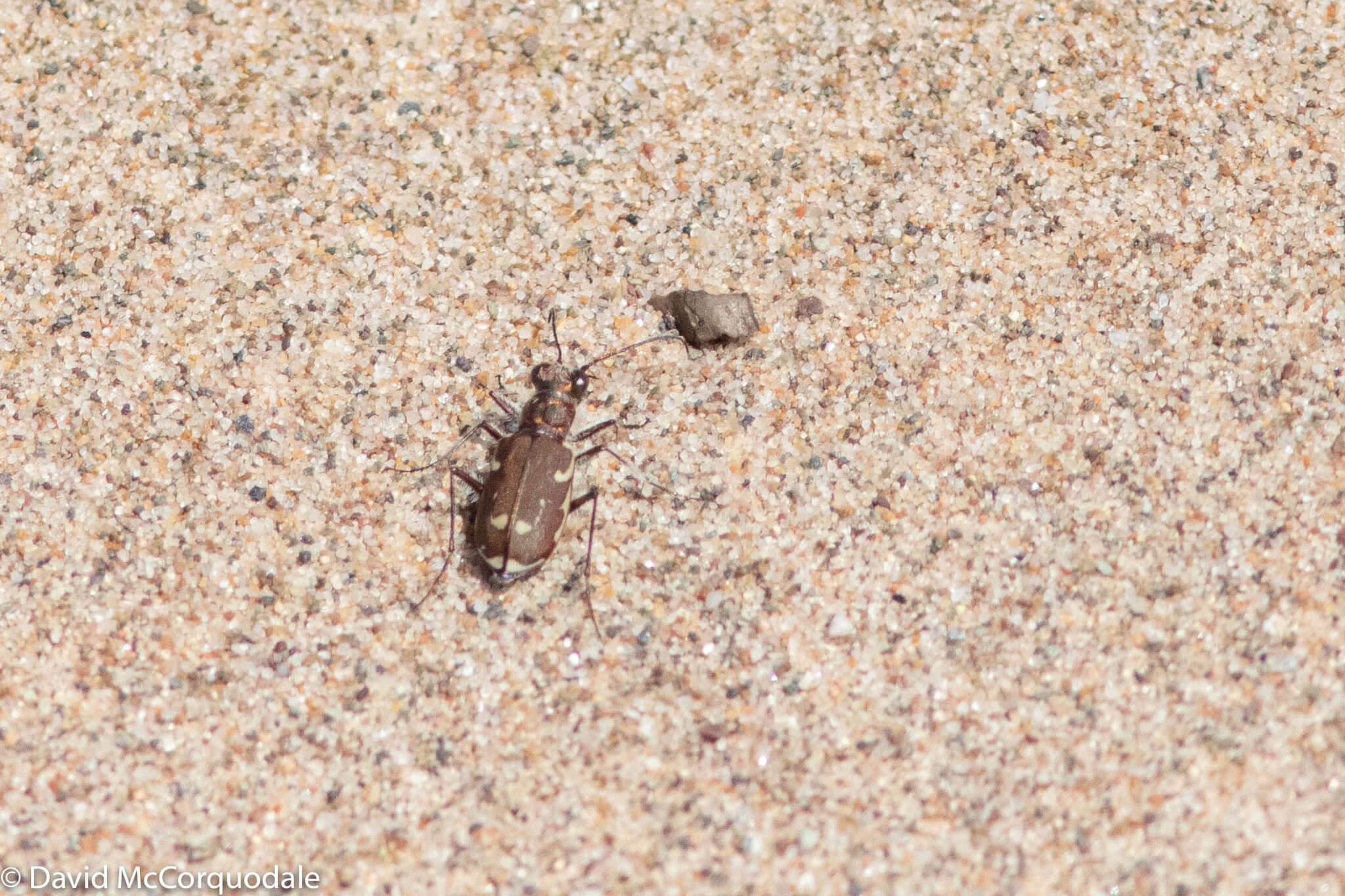 Image of Cicindela (Cicindela) repanda novascotiae Vaurie 1951