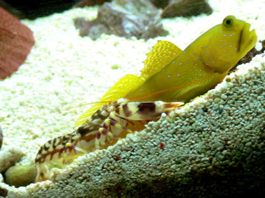 Image of Yellow prawn-goby