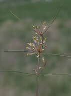 Image of Xysmalobium holubii Scott Elliott.