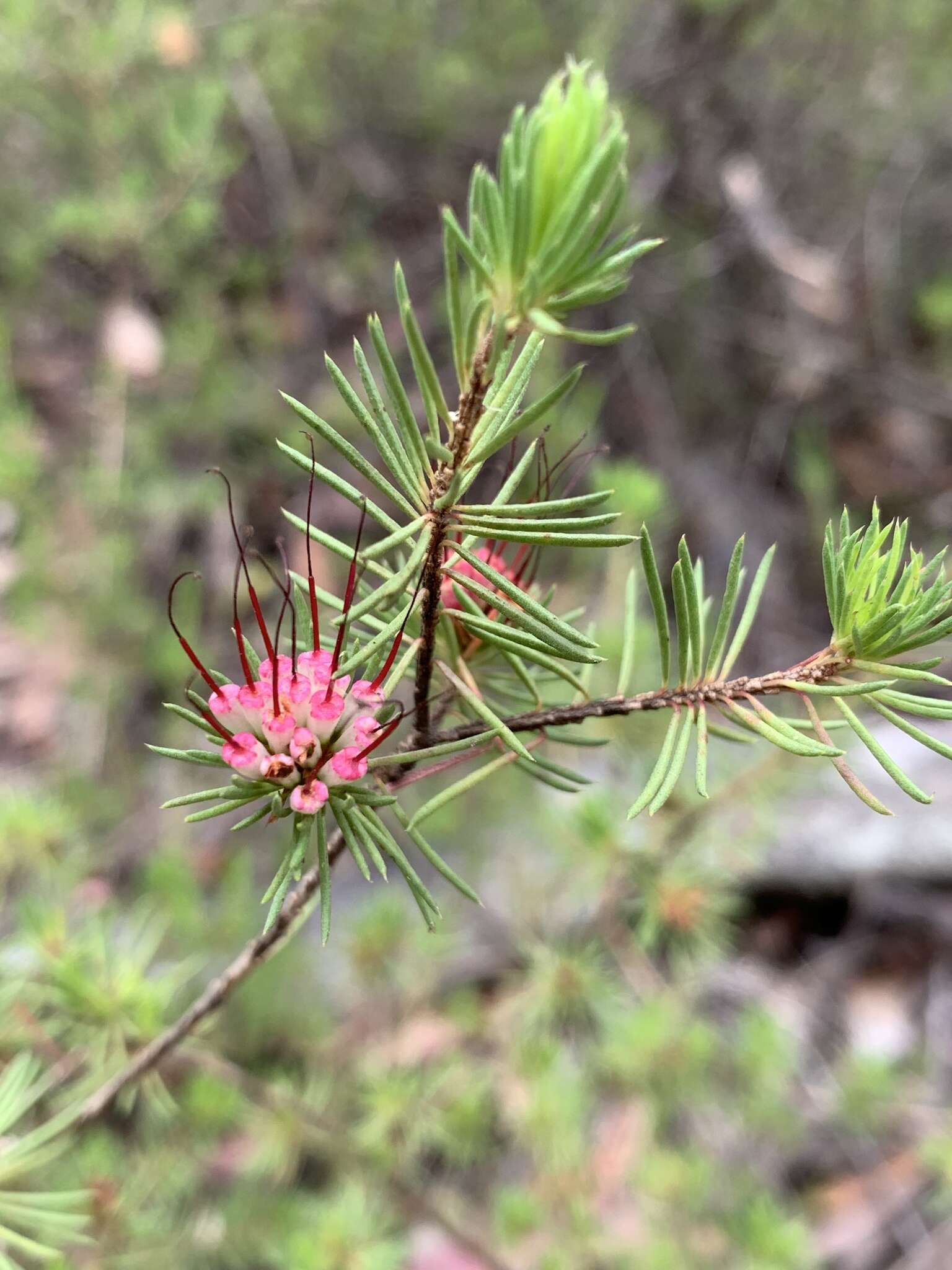 Image of Darwinia fascicularis Rudge