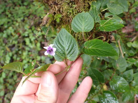 Imagem de Viola scandens Humb. & Bonpl. ex Roem. & Schult.