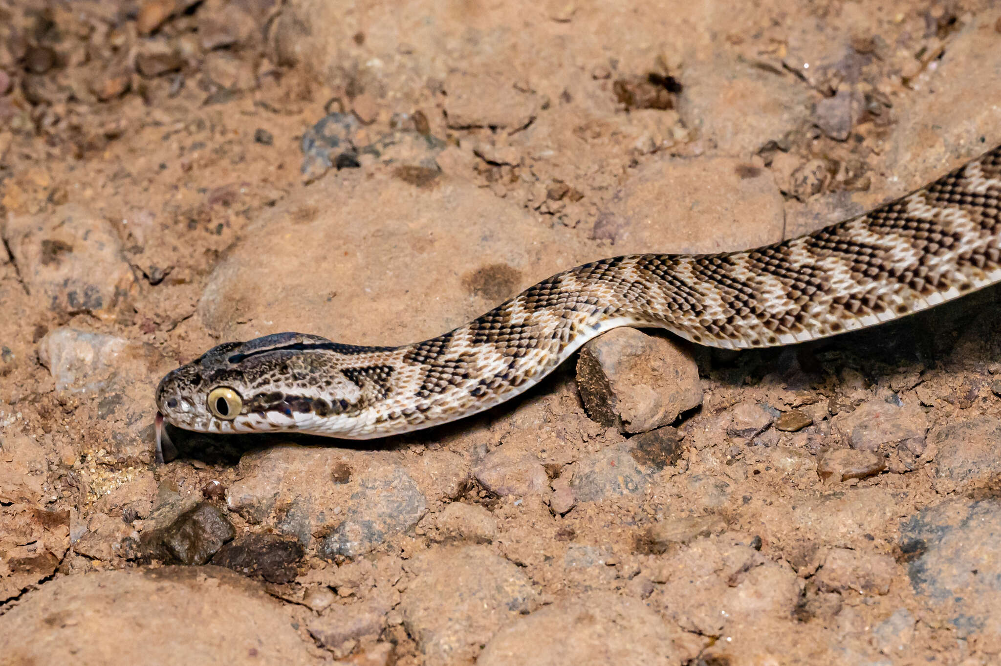 Image of Forsten's Cat Snake