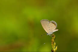 Image of Oriental Grass Jewel