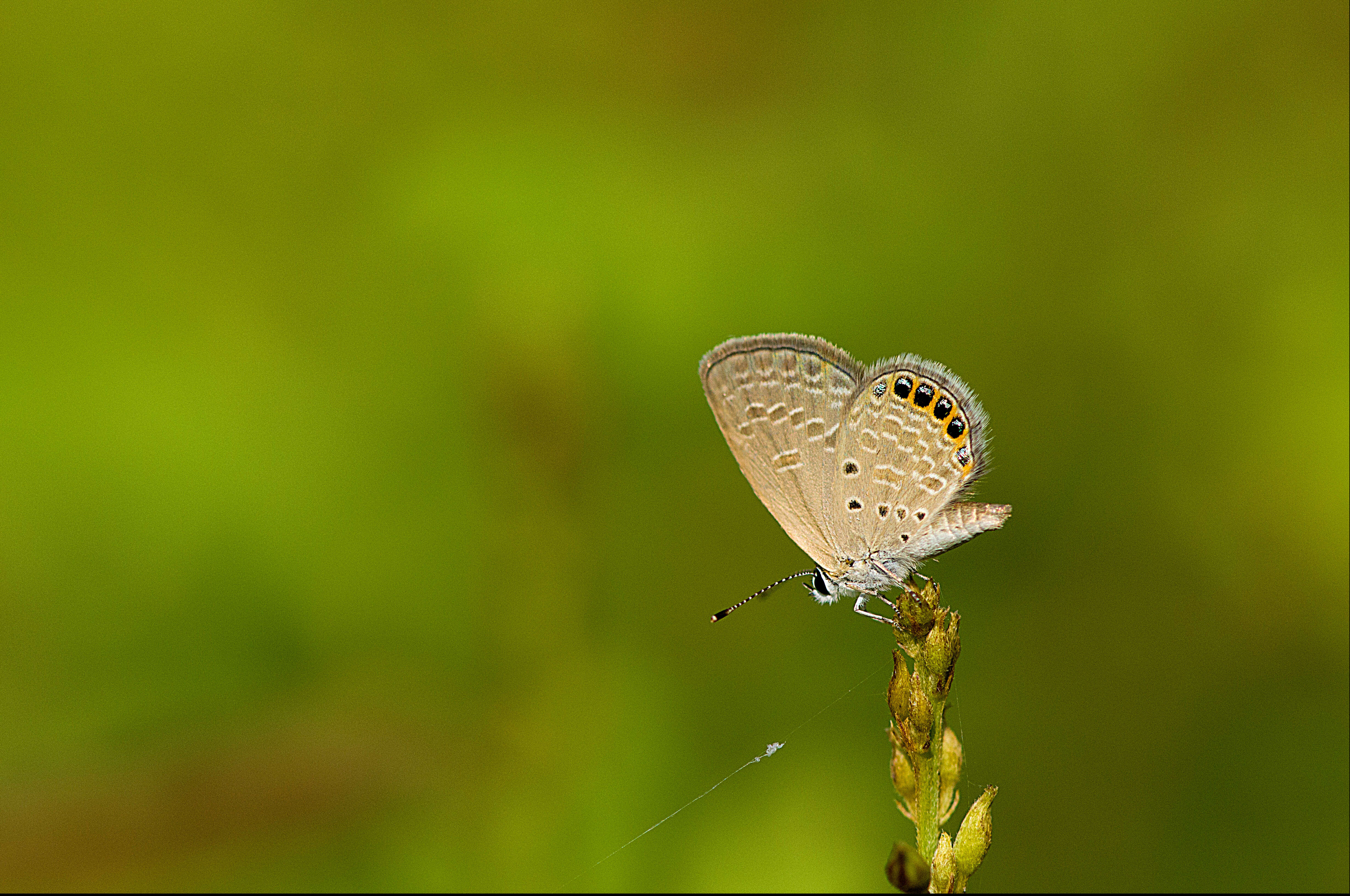 Image of Oriental Grass Jewel