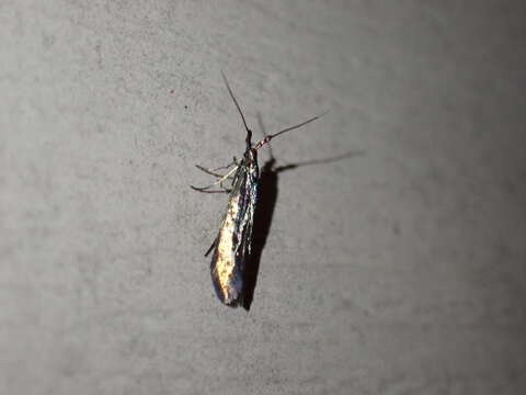 Image of Coleophora mayrella