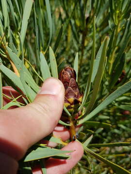 Plancia ëd Protea acuminata Sims