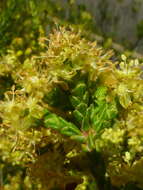 Image of Passerina truncata subsp. truncata