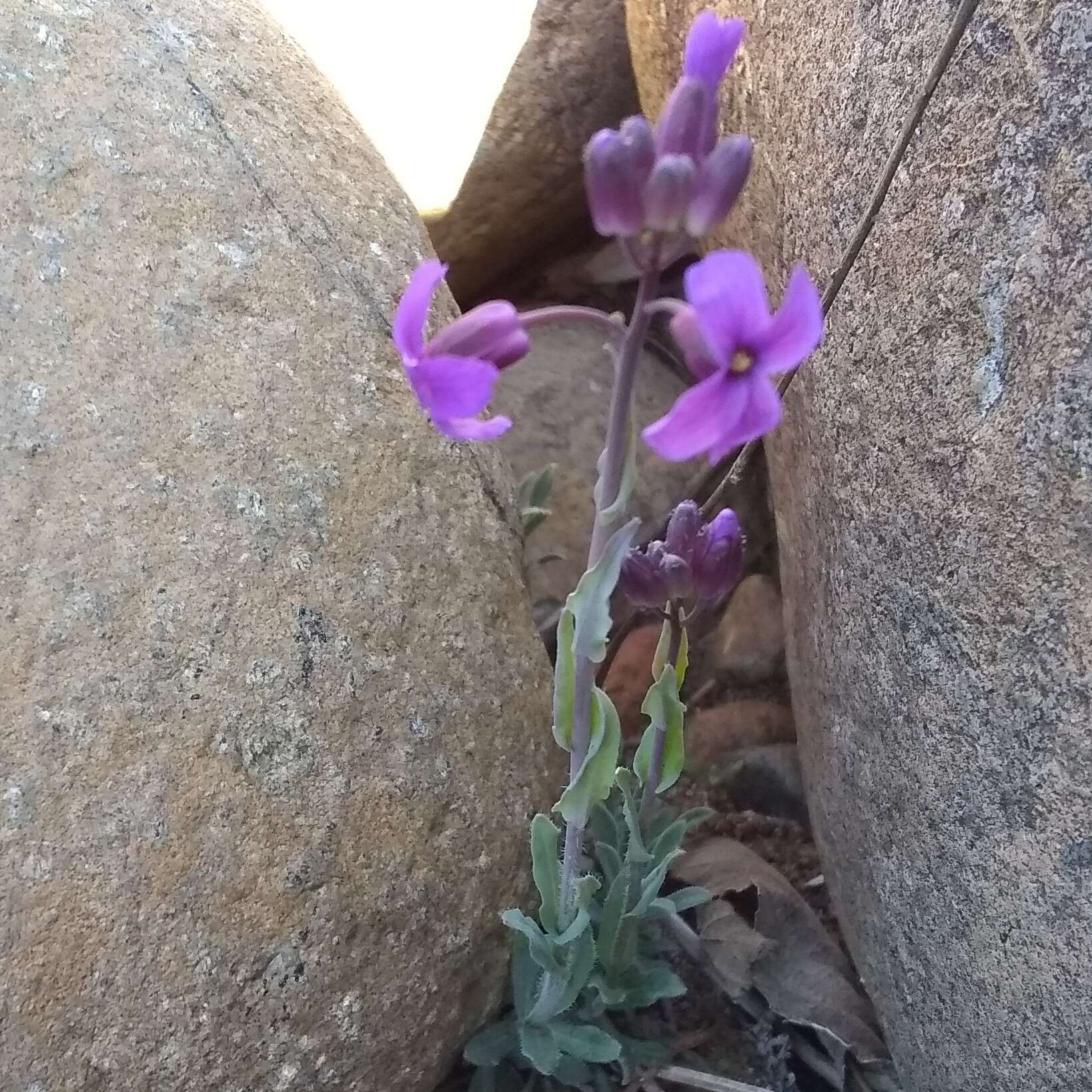 Image of Koehler's rockcress