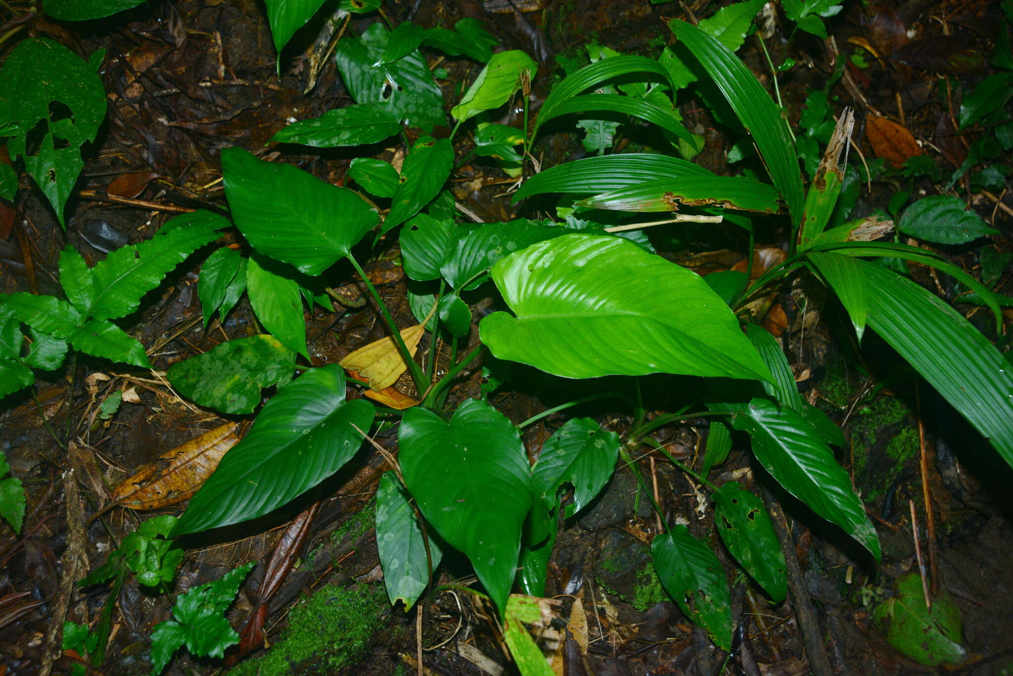 Plancia ëd Schismatoglottis calyptrata (Roxb.) Zoll. & Moritzi