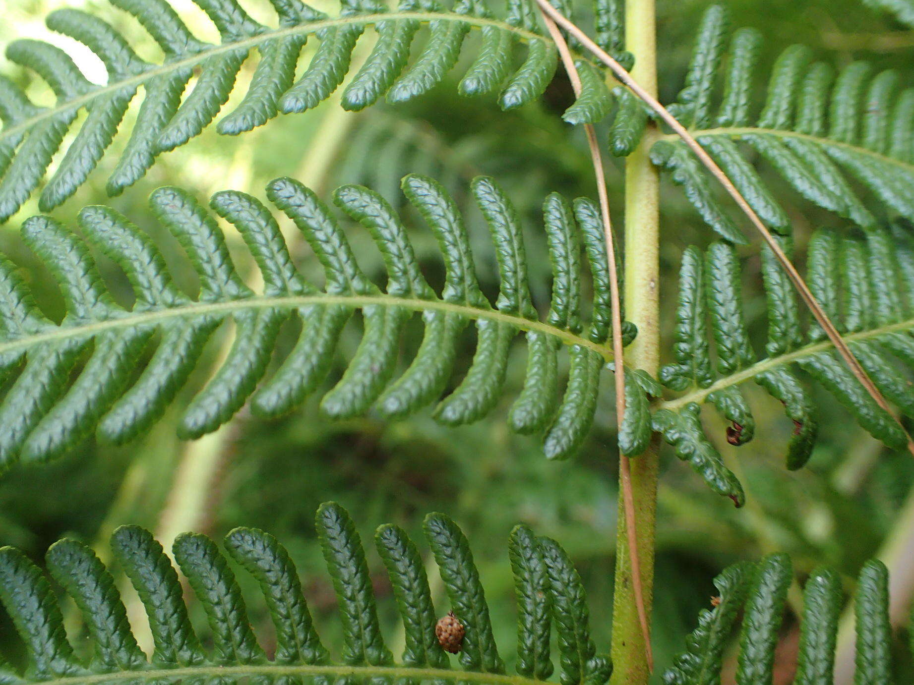 Image of Lacy Tree Fern