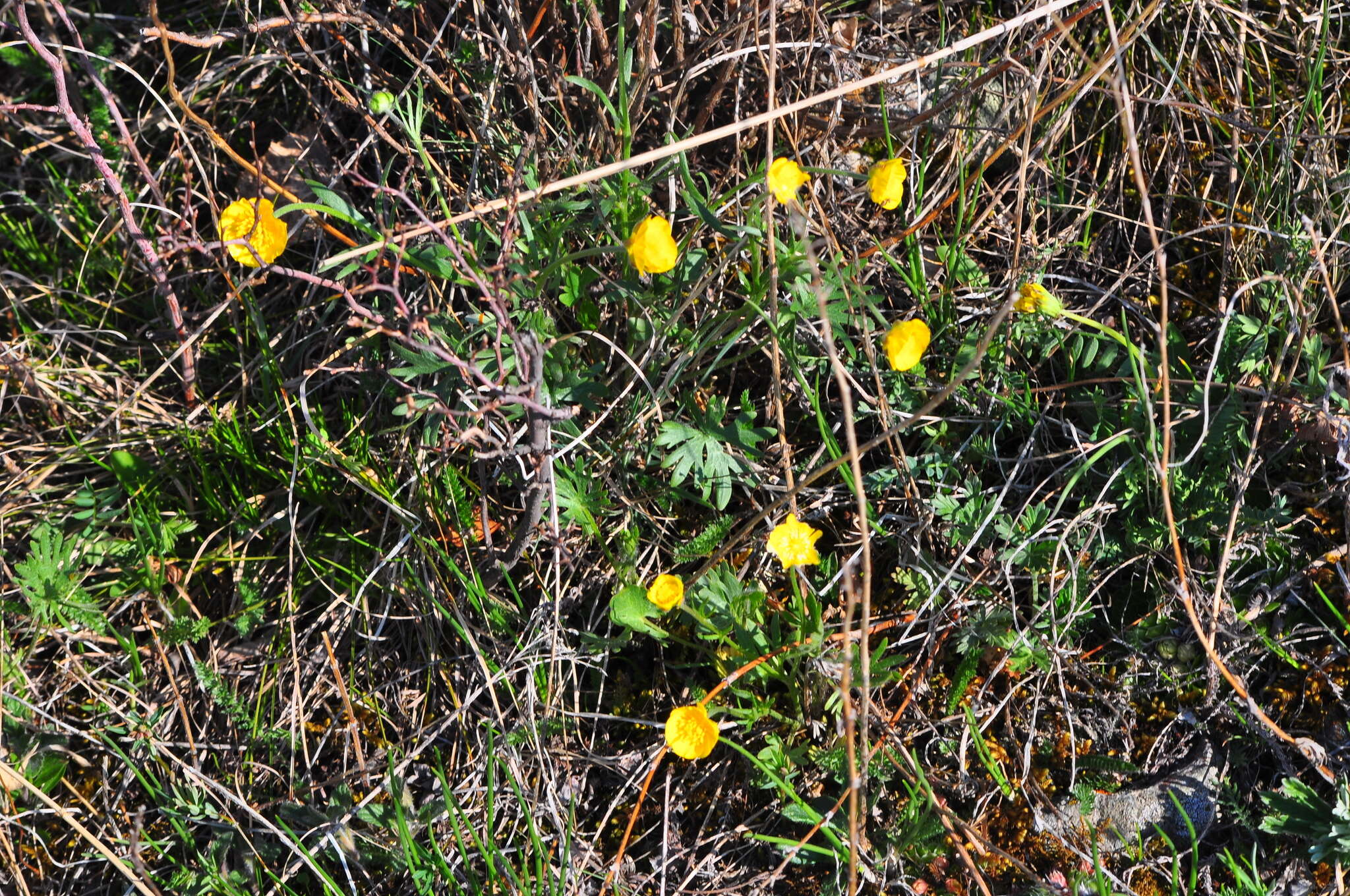 Image of surefoot buttercup
