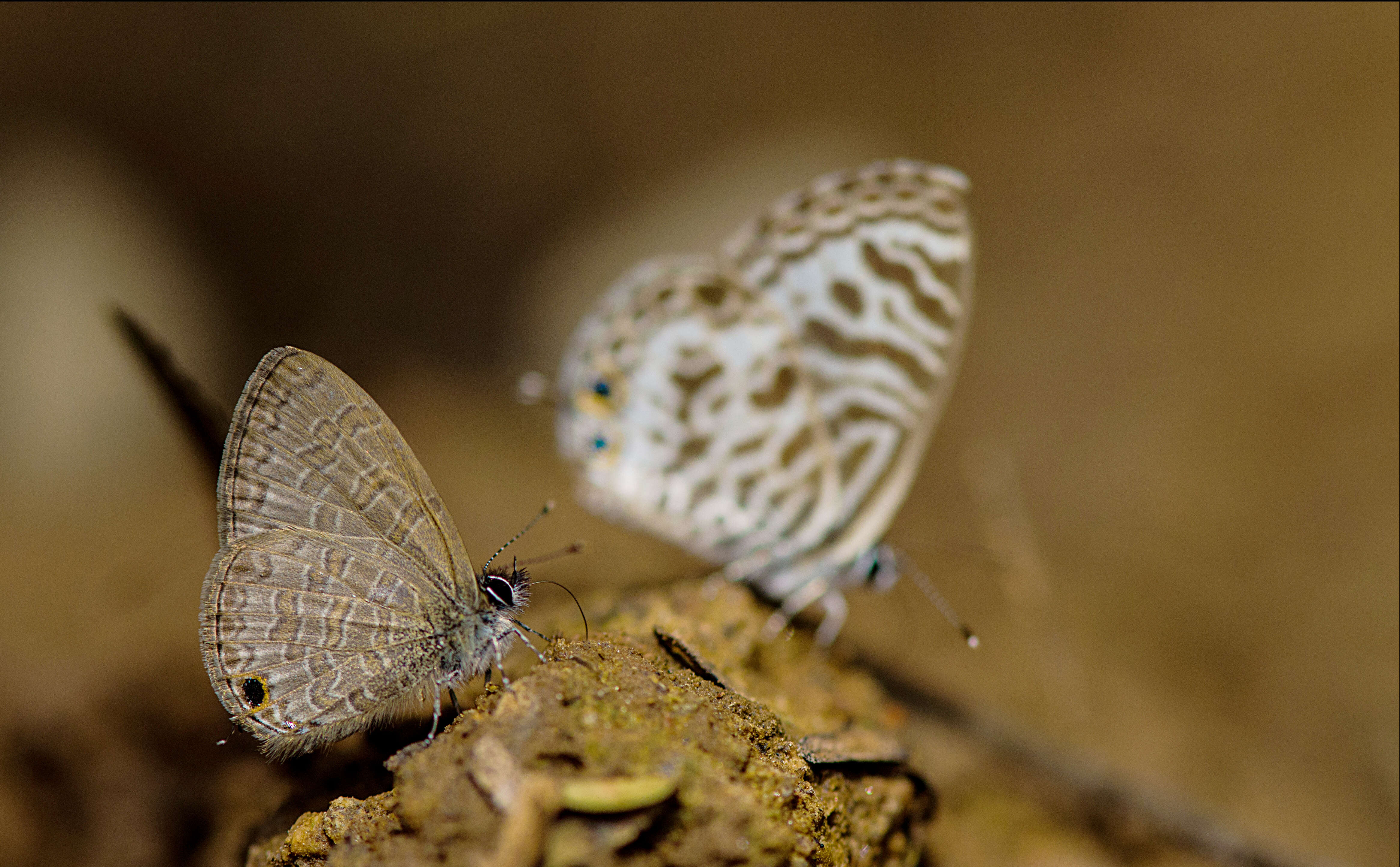 Image of Leptotes plinius