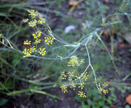 Image of Foeniculum vulgare var. dulce (Mill.) Cout.