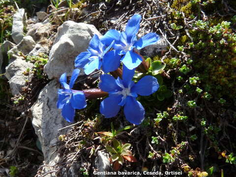 Image of Gentiana brachyphylla subsp. favratii (Rittener) Tutin