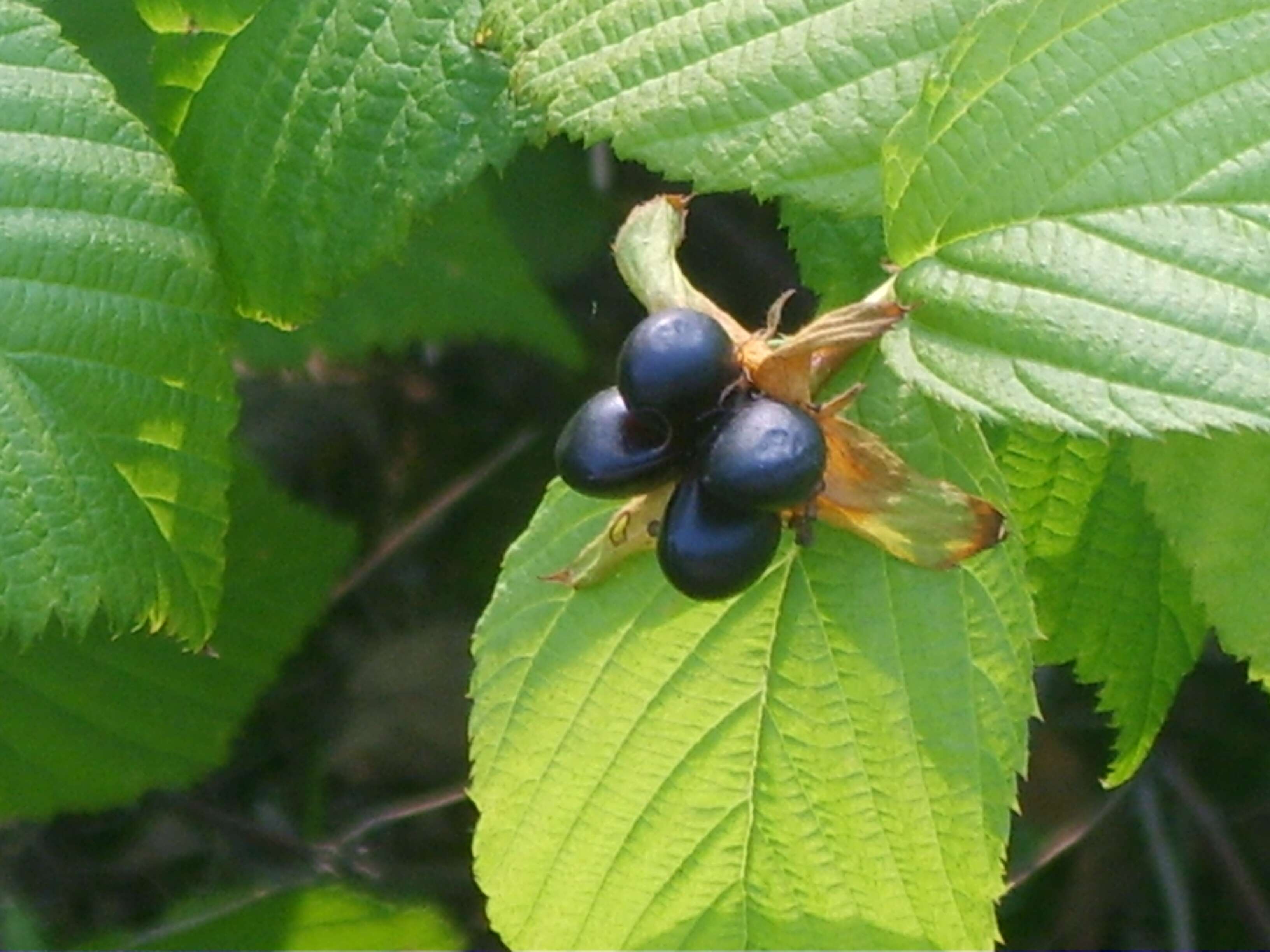 Rhodotypos的圖片