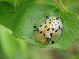 Image of Asian Spotted Tortoise Beetle