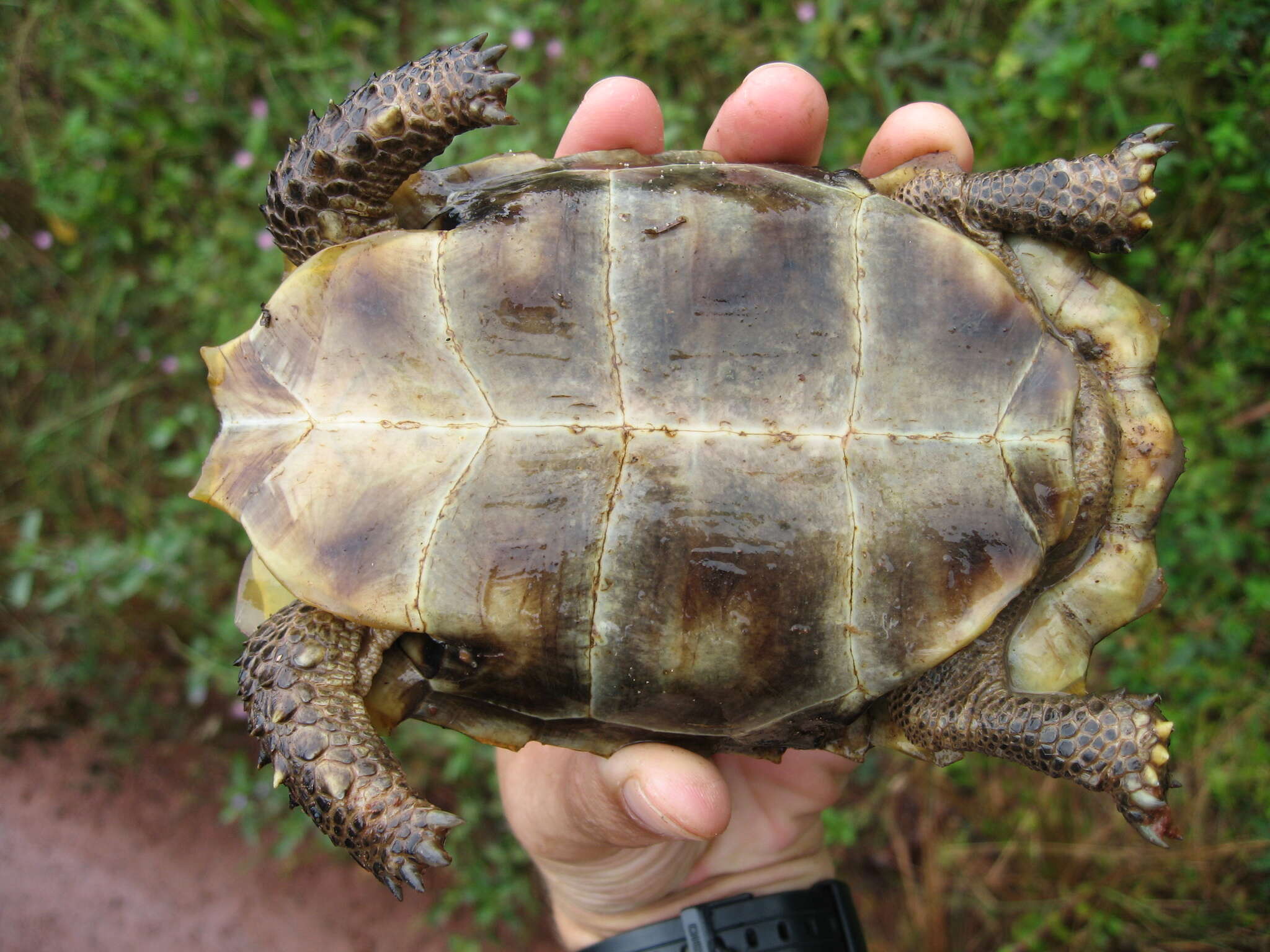 Image of Home's Hinge-back Tortoise