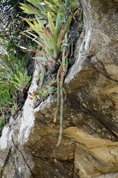 Image of Cleistocactus samaipatanus (Cárdenas) D. R. Hunt