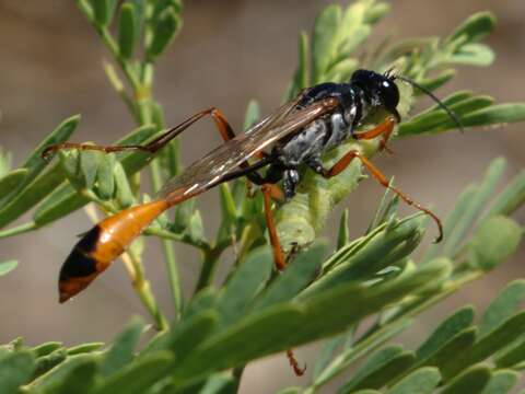 Image of honey mesquite