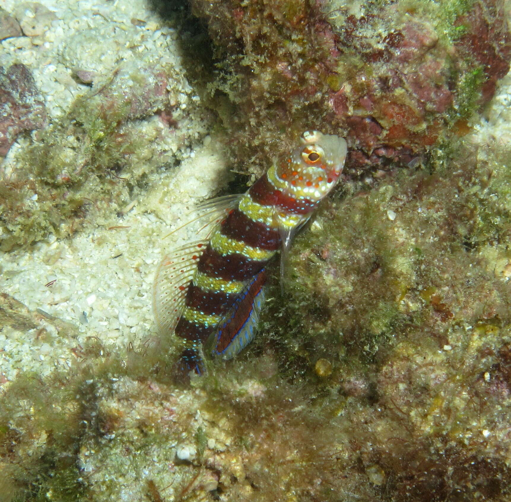 Image of Gorgeous prawn goby