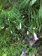 Image of Campanula martinii F. Fen., Pistarino, Peruzzi & Cellin.