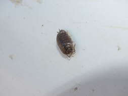 Image of Isopod