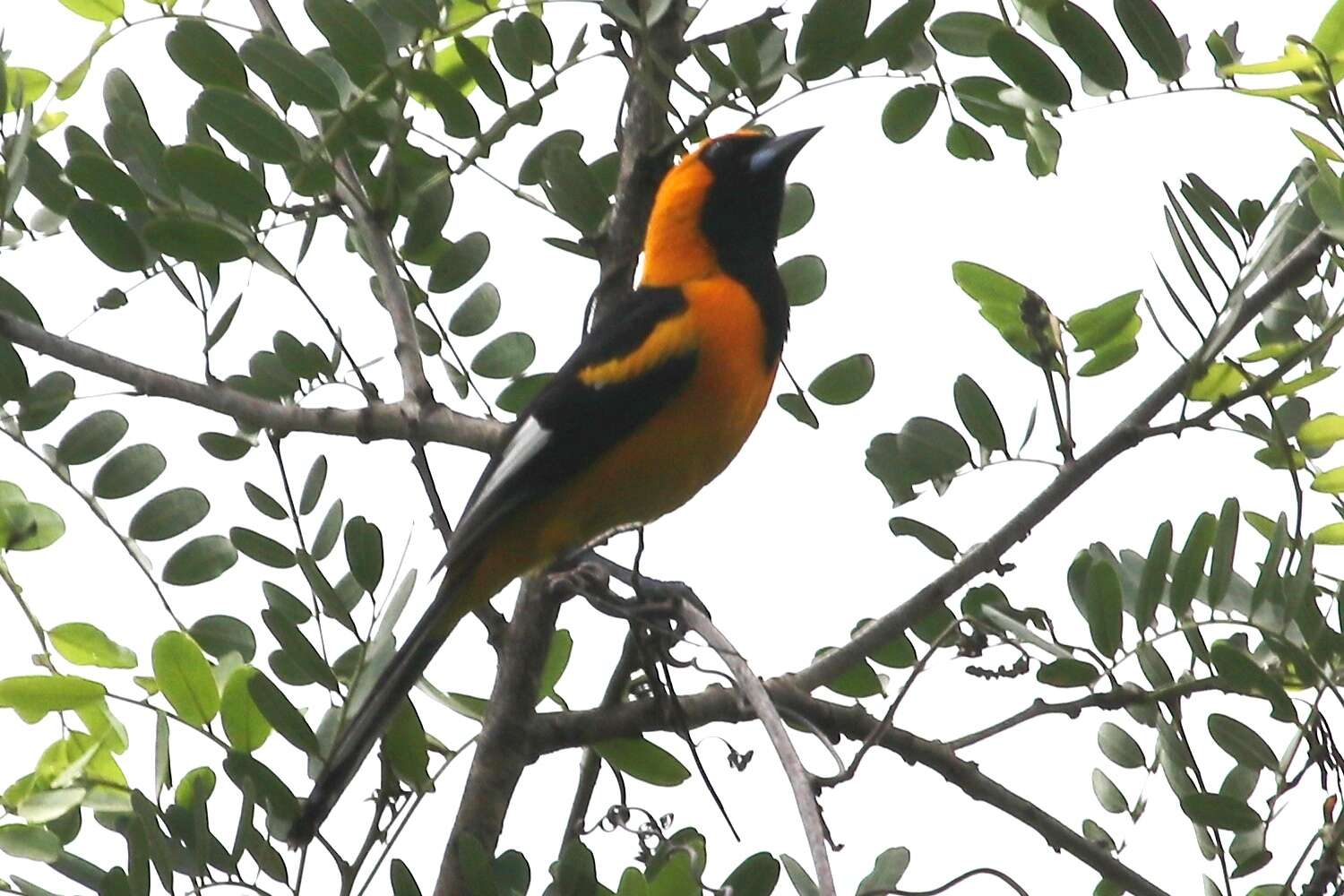 Image of White-edged Oriole