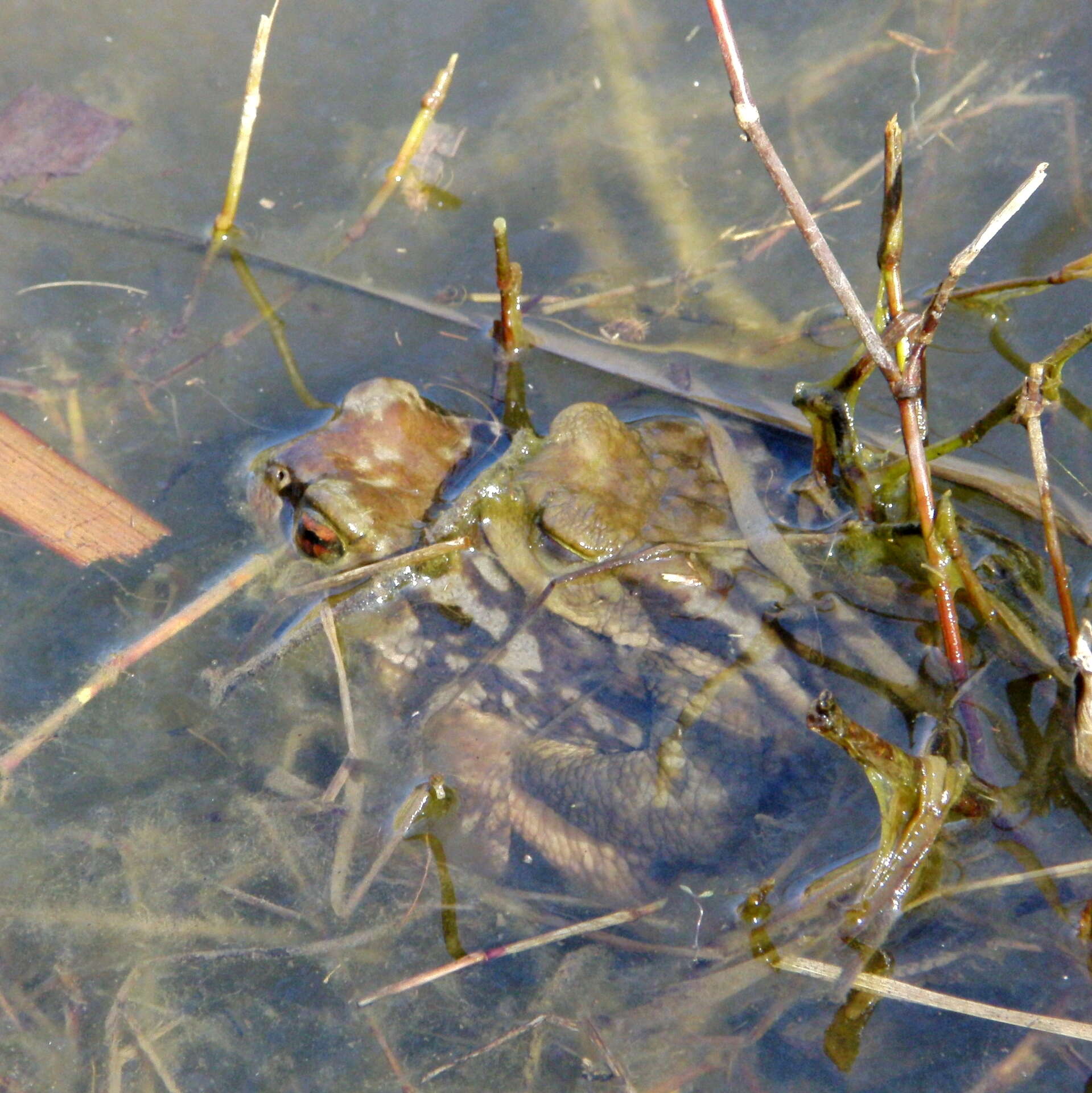 Image of Spiny Common Toad