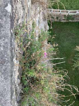 Image of Antirrhinum tortuosum Bosc ex Vent.