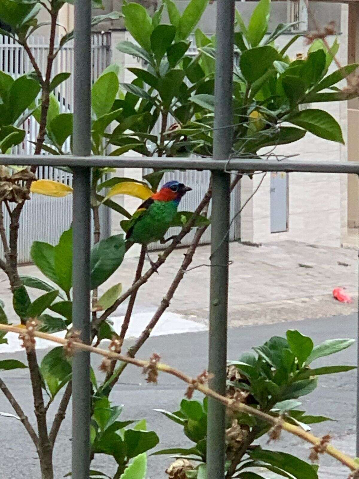 Image of Red-necked Tanager