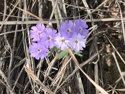 Image of Oklahoma phlox