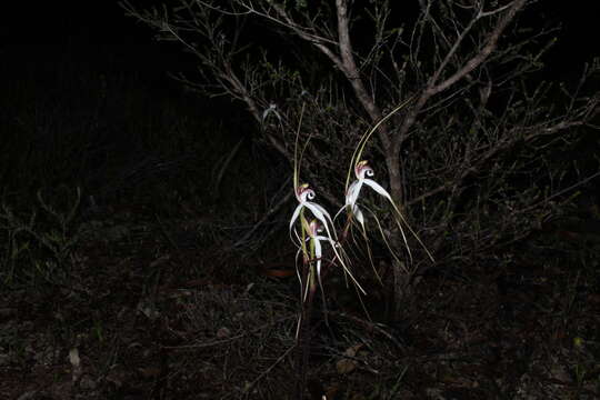 Image of Stark white spider orchid