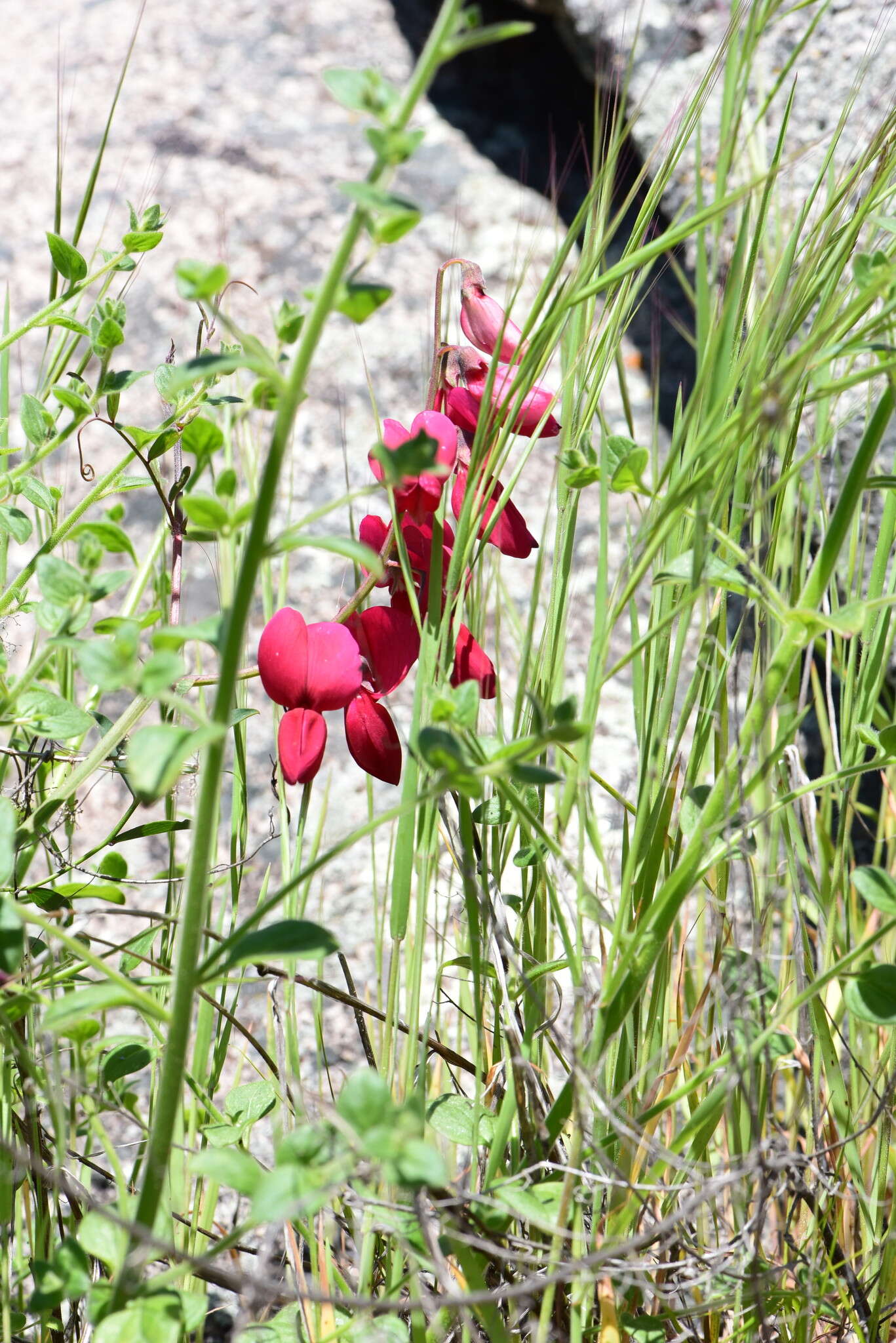 Imagem de Lathyrus splendens Kellogg