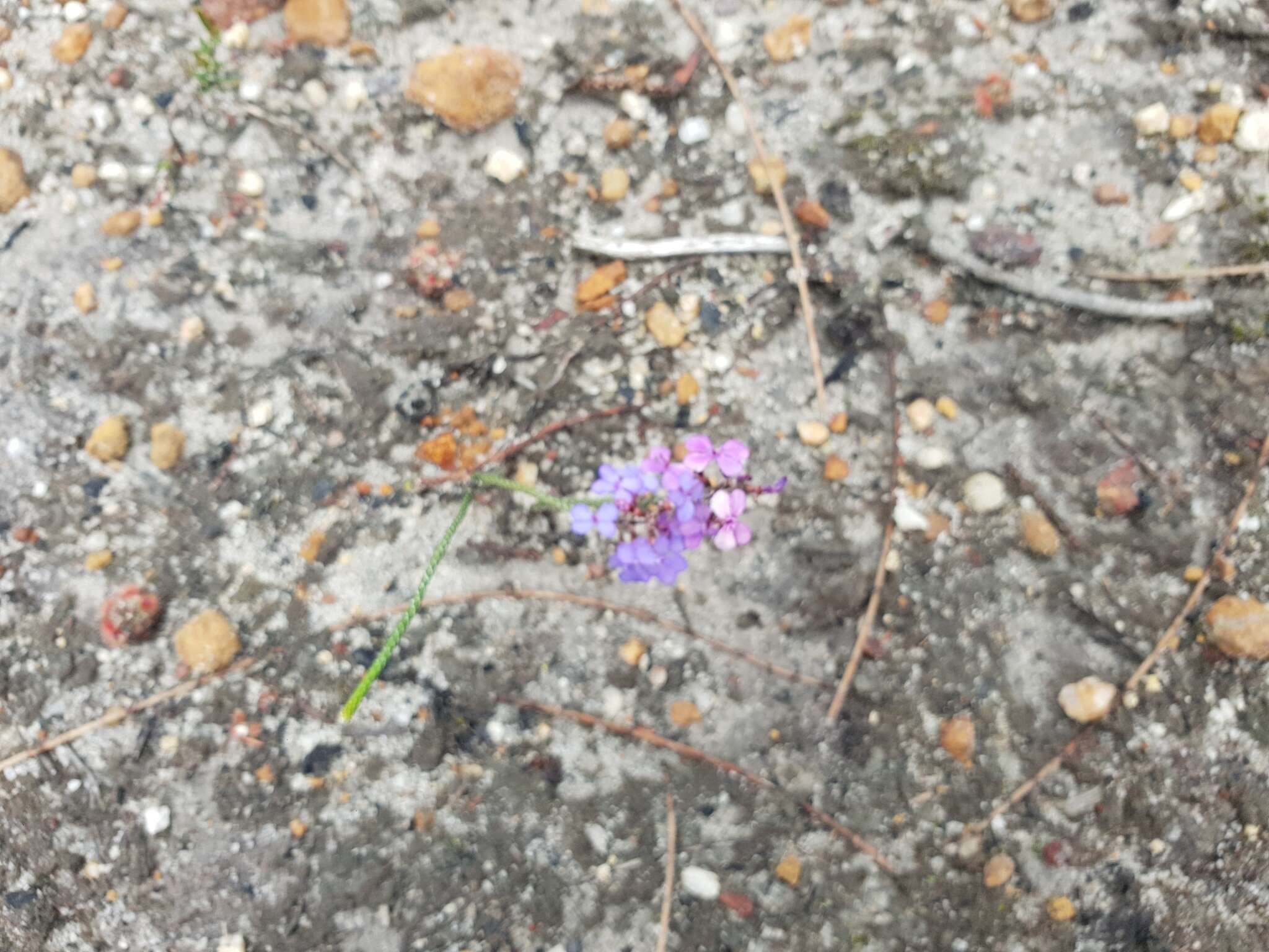 Image de Stylidium preissii (Sond.) F. Müll.