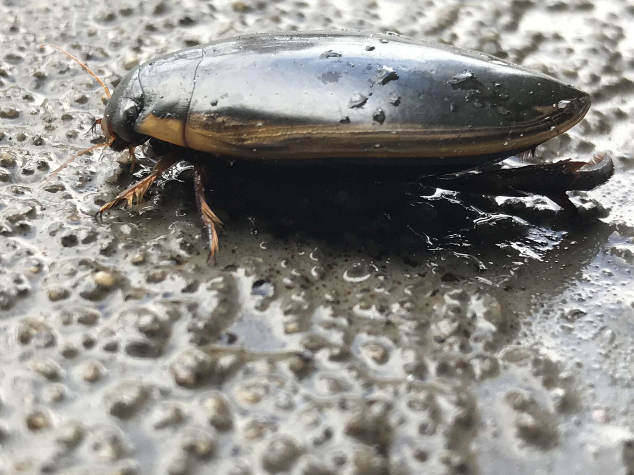 Слика од Cybister (Cybister) tripunctatus (Olivier 1795)